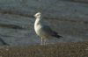 Caspian Gull at Hole Haven Creek (Steve Arlow) (44207 bytes)